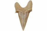 Fossil Shark Tooth (Otodus) - Morocco #211894-1